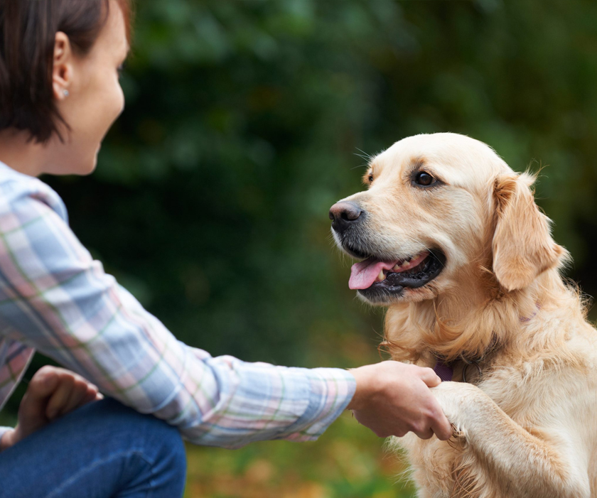 Dog Care